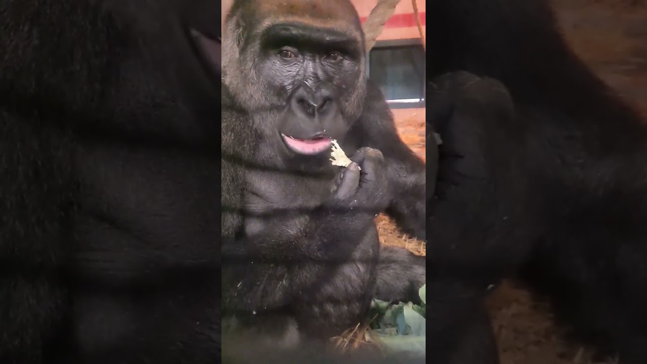 Listen to this gorilla making happy noises!