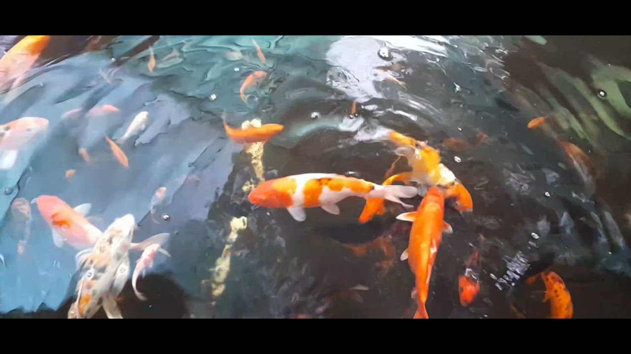 CARACTERÍSTICAS Y CUIDADOS DE LA CARPA KOI🤩😎🤓😱