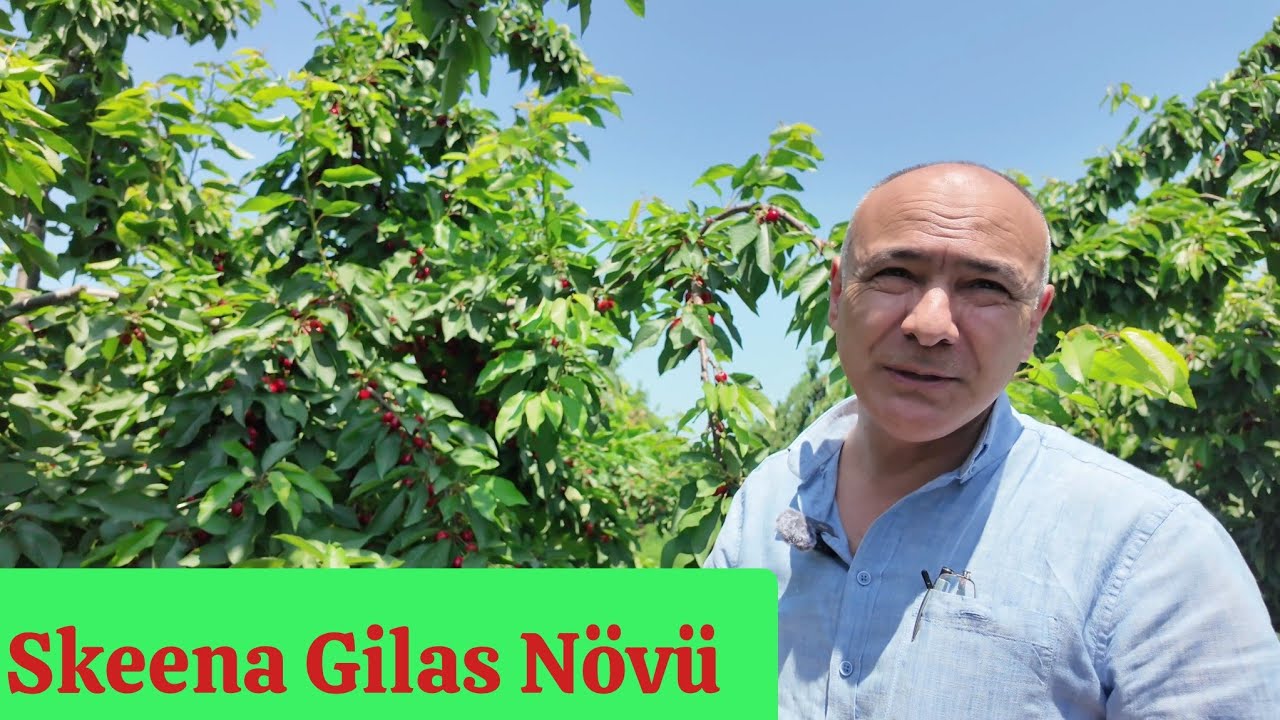 Skeena Gilas Növü Maksima 14 üzərində