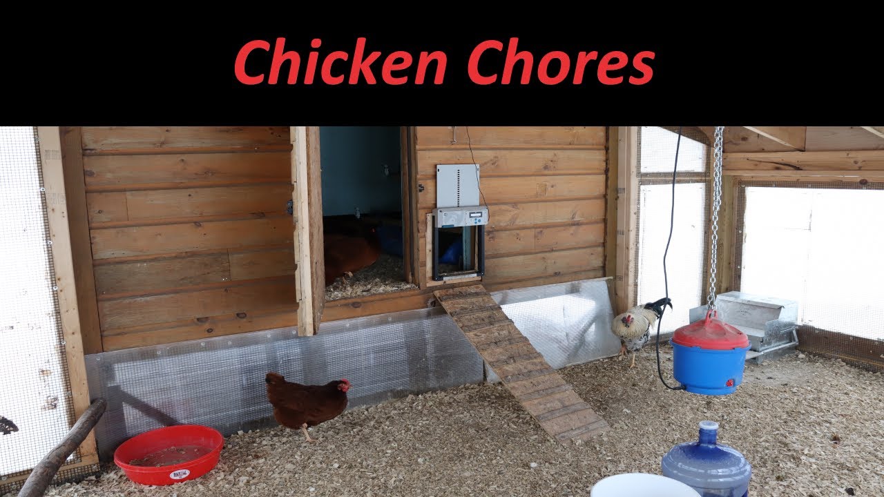 My Chicken Chores