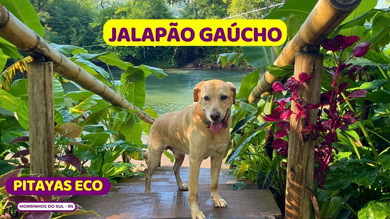 😱 &Uacute;NICO JALAP&Atilde;O no SUL do Brasil! Pitayas Eco | Morrinhos do Sul