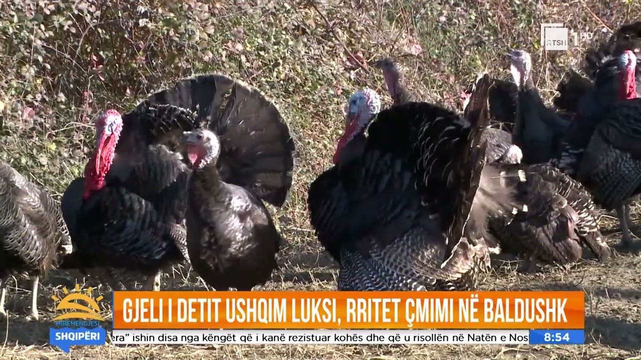 Nami në Baldushk, 12 mijë lekë kg i gjelit të detit, tregtarët: Po i rrisim mirë