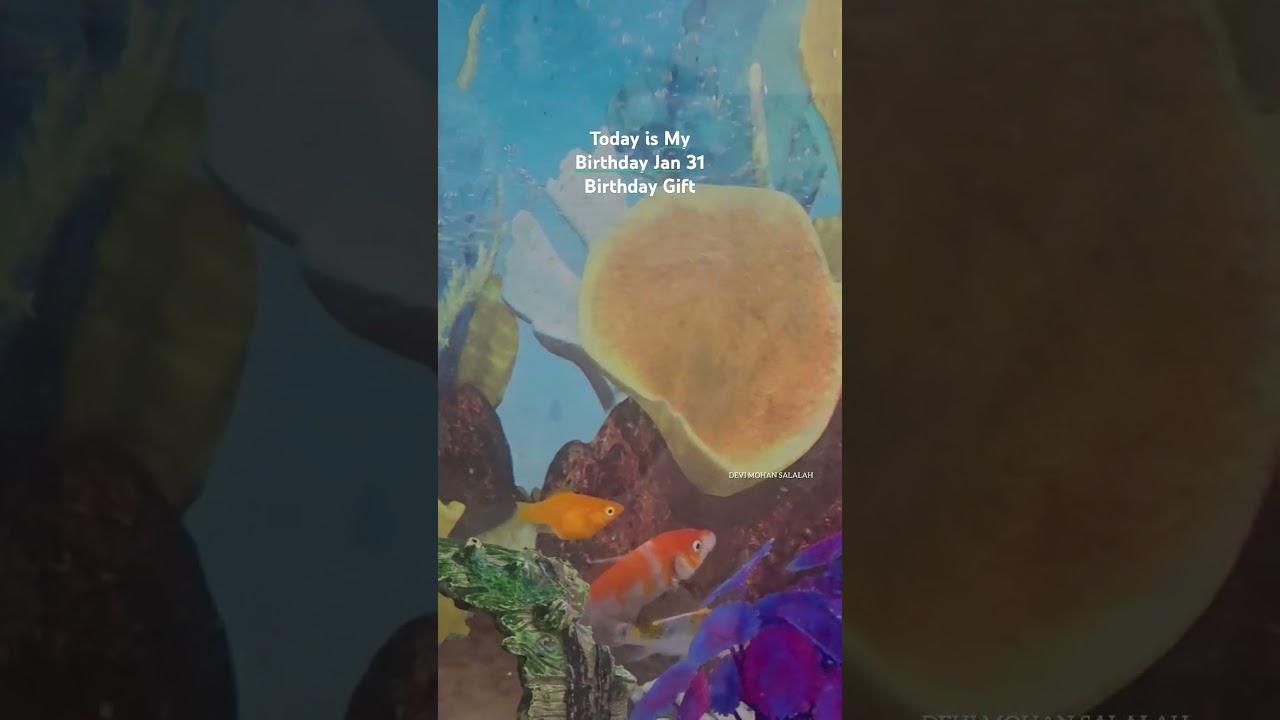Fish Aquarium | Fishp Pot | Dad's  gift 