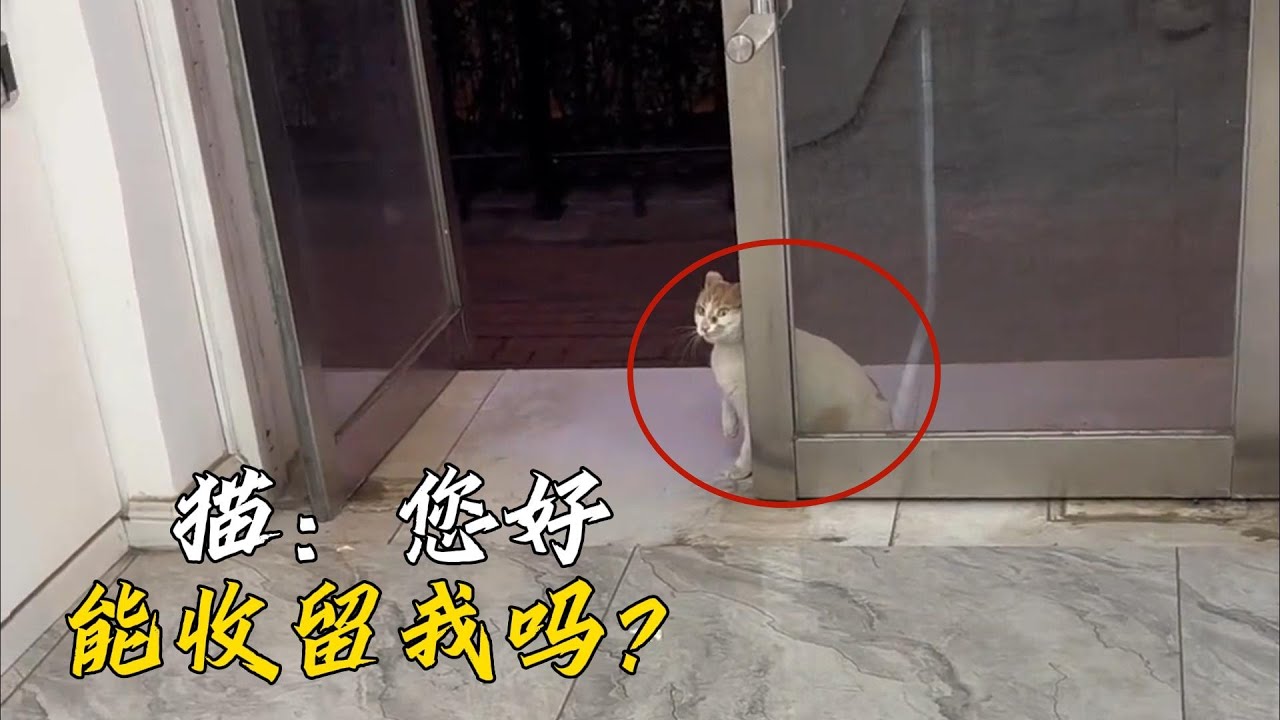 懷孕的流浪貓媽四處尋求人收留，為即將生產的孩子們找到了歸宿