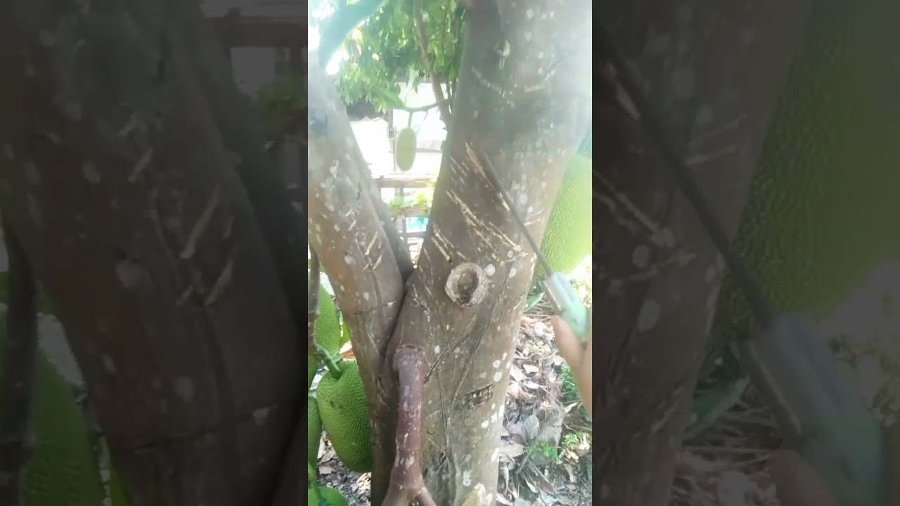 Cara ampuh agar pohon nangka berbuah lebat #tanaman #buahnangka #tutorial