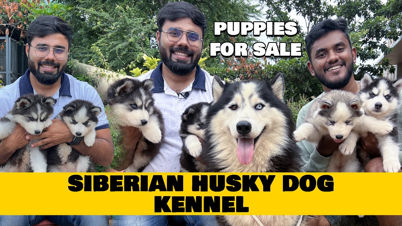 Siberian Husky சைபீரியன் ஹஸ்கி Puppies for sale | Dogs for sale | All over Tamilnadu Delivery