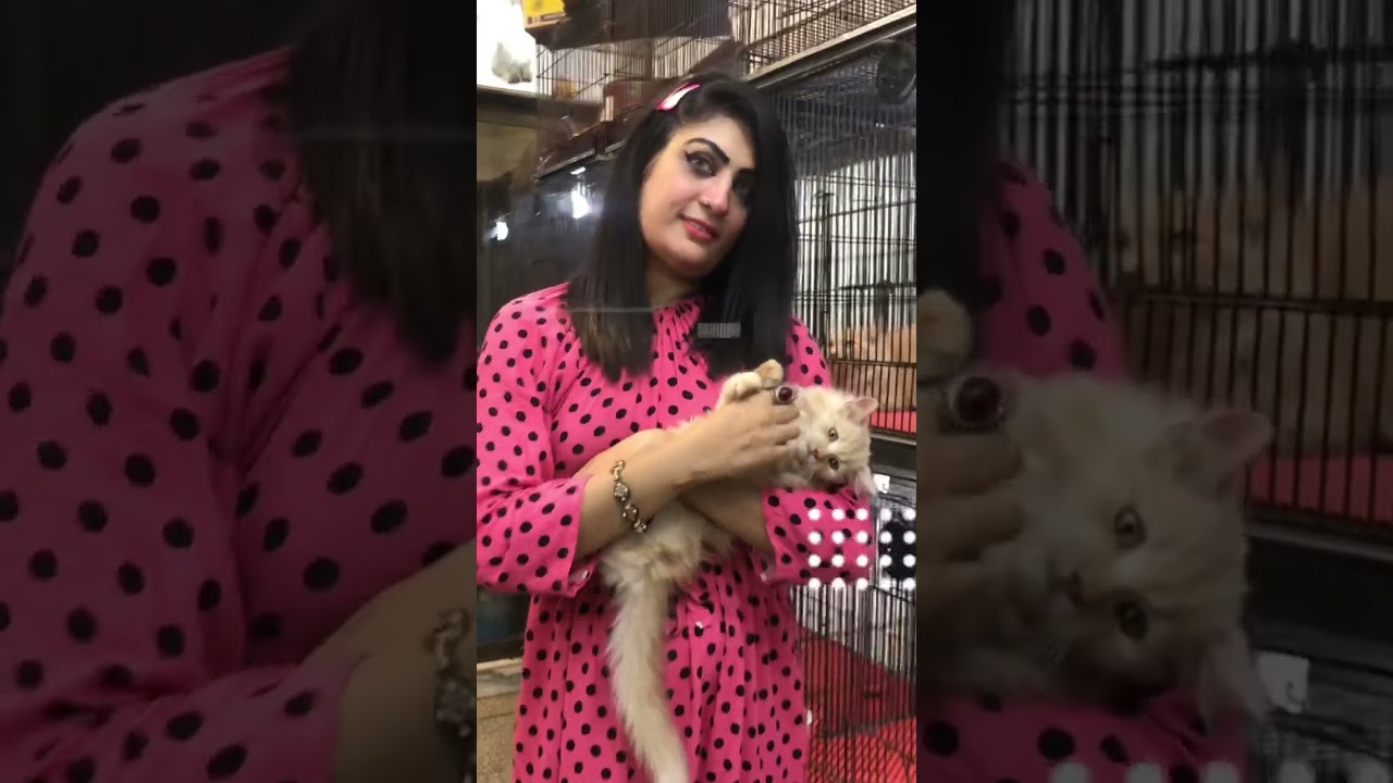 Tollinton market Lahore | cats video
