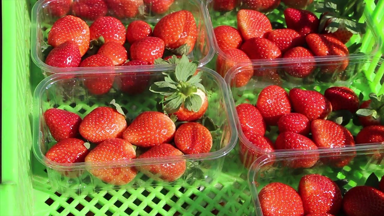 Strawberries from Egypt