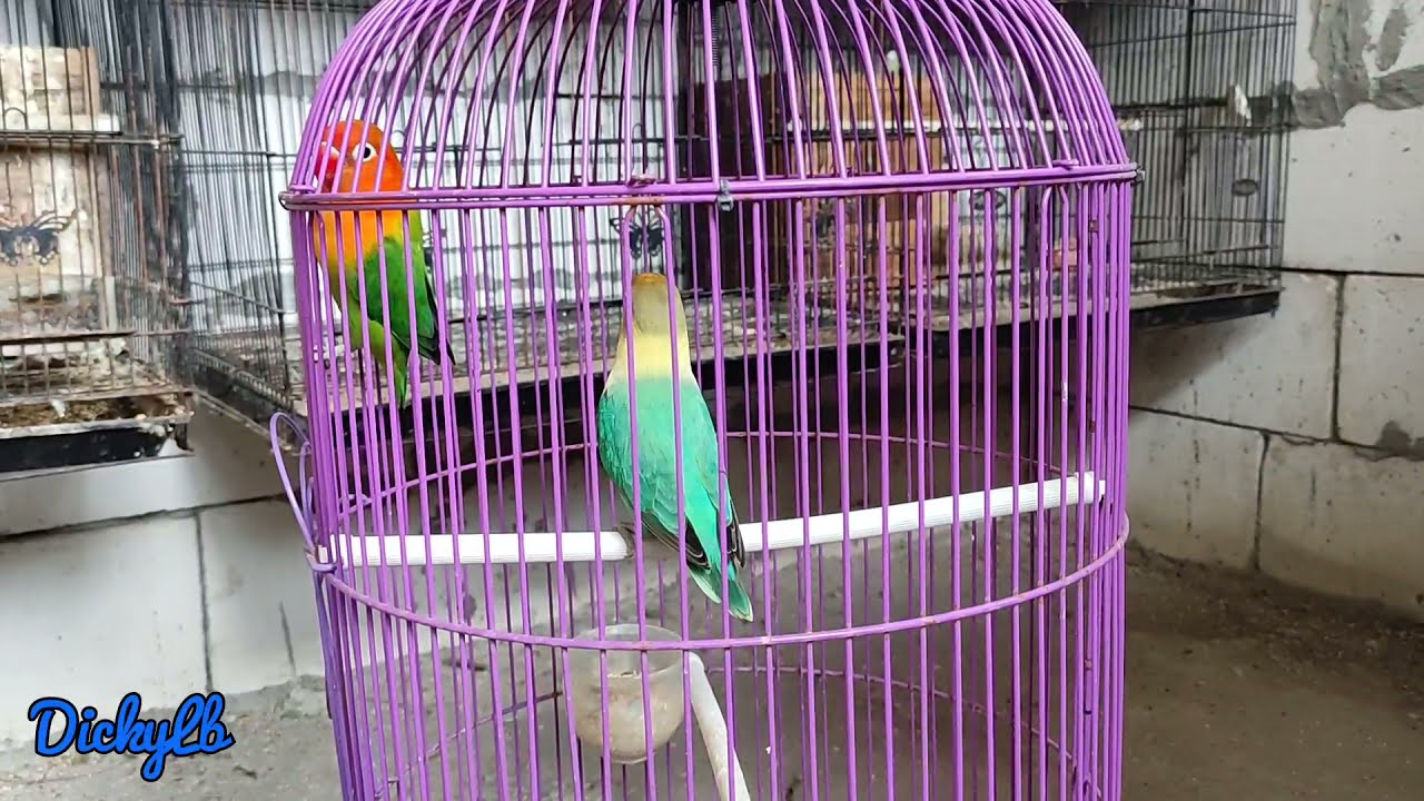 PANEN ANAKAN LOVEBIRD BIOLA DARI INDUKAN BIOLA GREEN/BLUE X BIOLA PARBLUE
