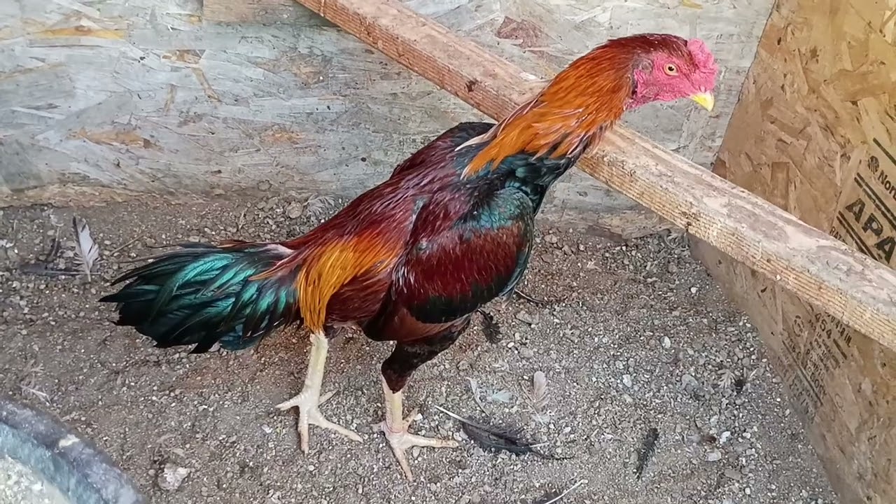 Qaib ace update #chicken #hmoob #roosterchicken #laos #qaib #rooster #thailand 