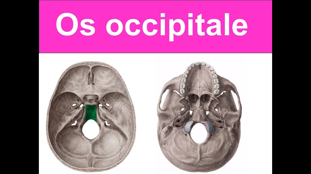 3. Os Occipitale YAYDAR
