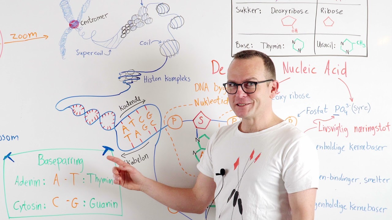 DNA og kromosom opbygning