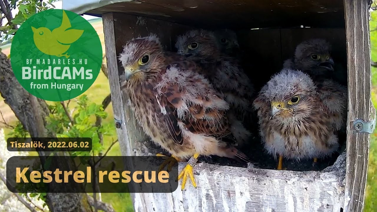 02/06/2022 : Kestrel chick rescue