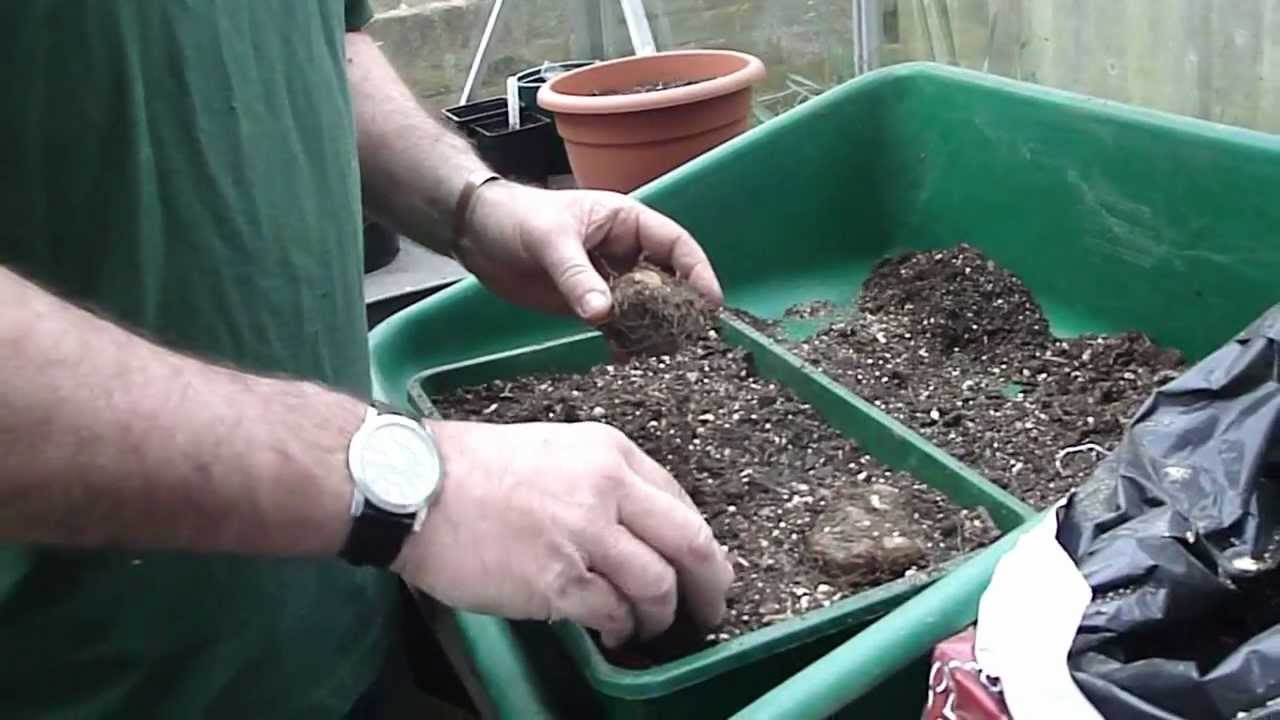 Start off begonia tubers in the greenhouse - Tims Tips from Directbulbs