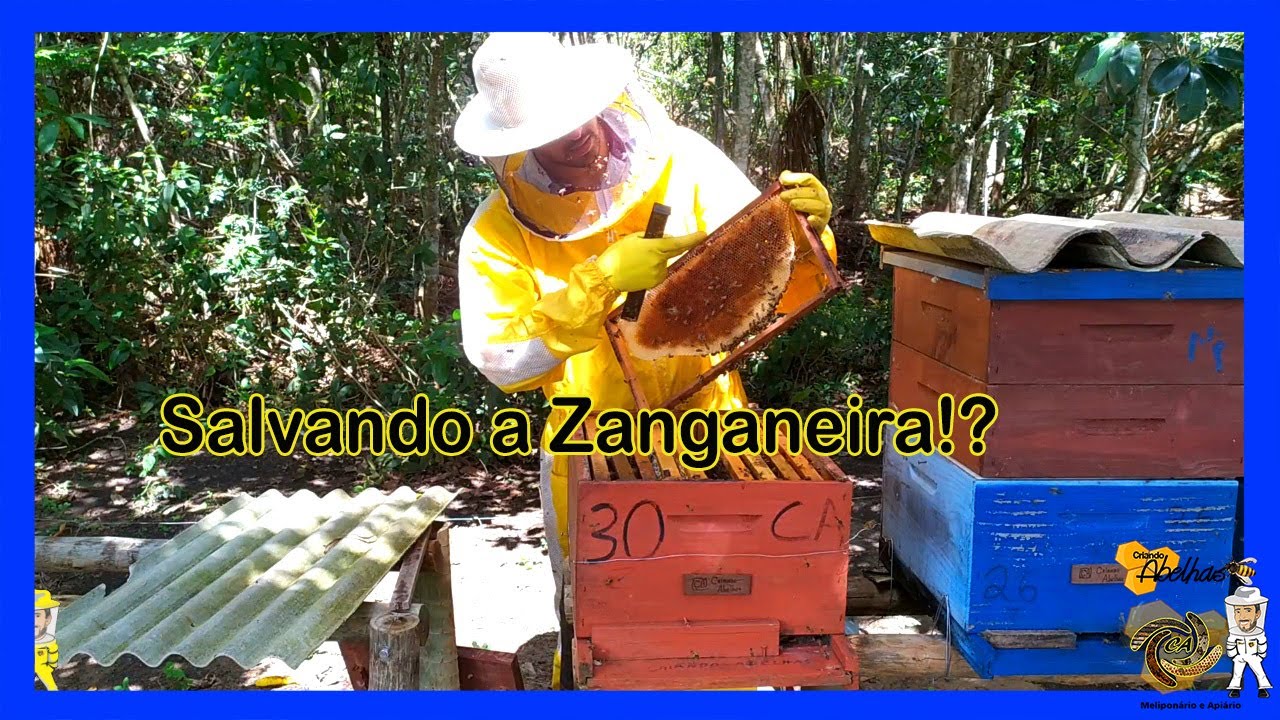 Recuperando Colmeia Zanganeira.