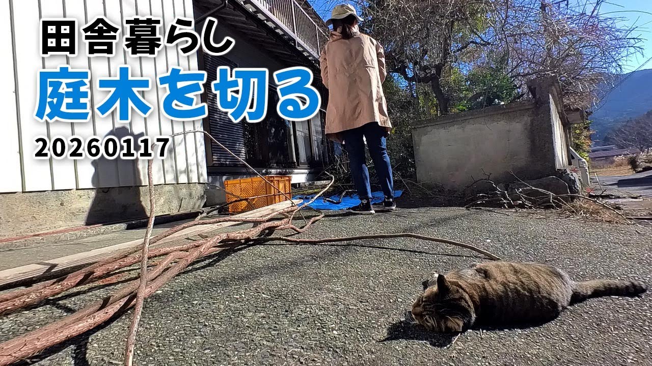 田舎暮らし　庭の木切る20260117