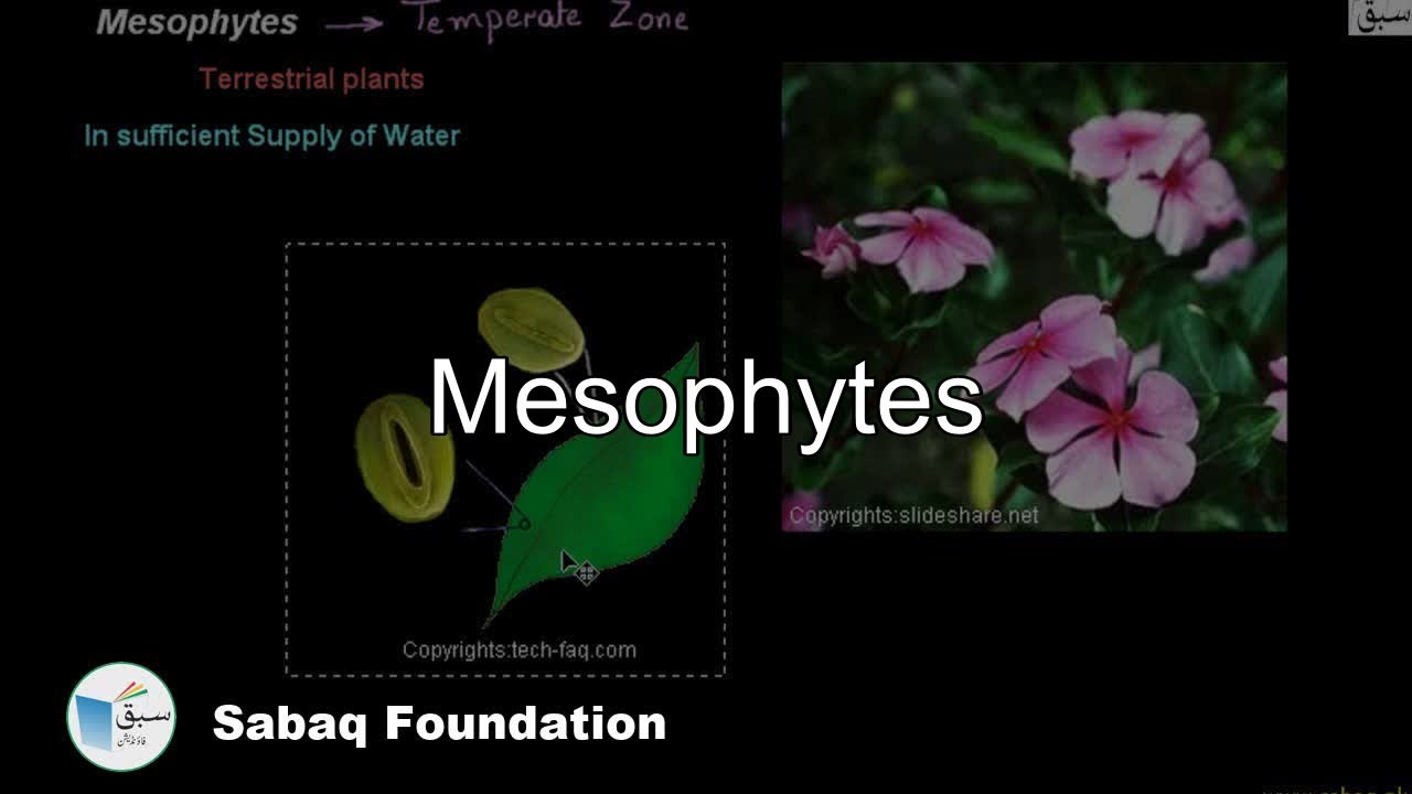 Mesophytes, Biology Lecture | Sabaq.pk