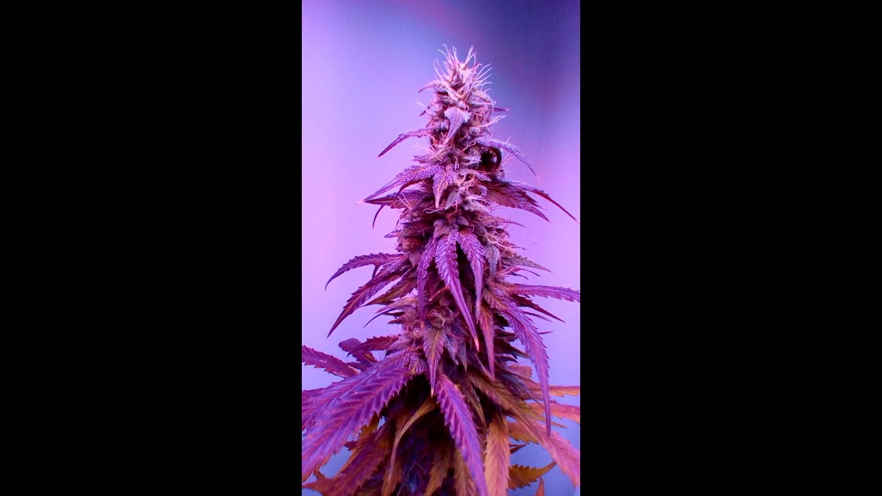 Viparspectra 300 - Autoflowers - Day 59