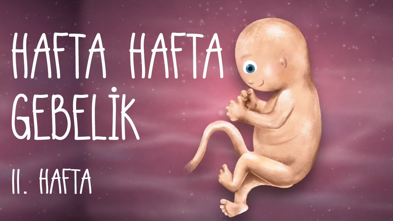 Hafta Hafta Gebelik 11. hafta