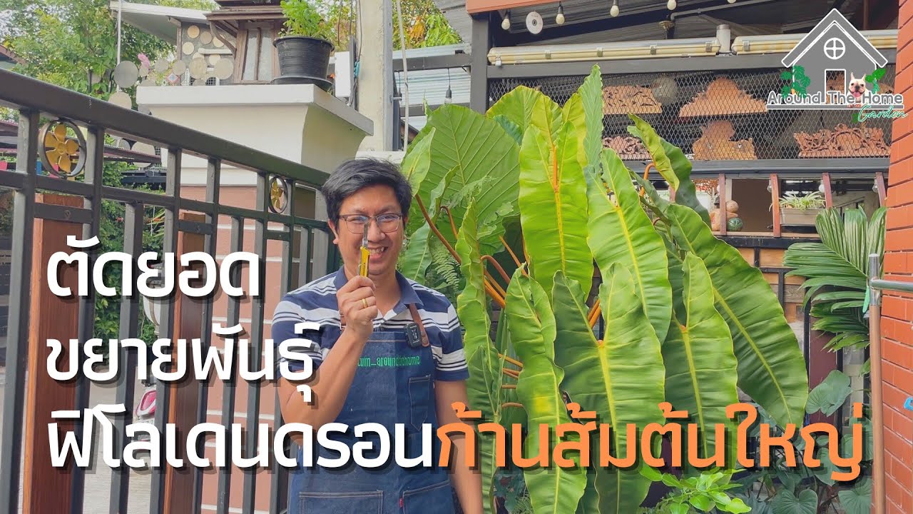 ตัดยอด | ขยายพันธุ์ | ฟิโลเดนดรอนก้านส้ม