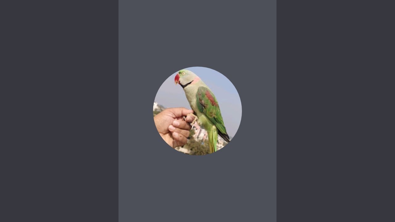 lovely Parrot is live