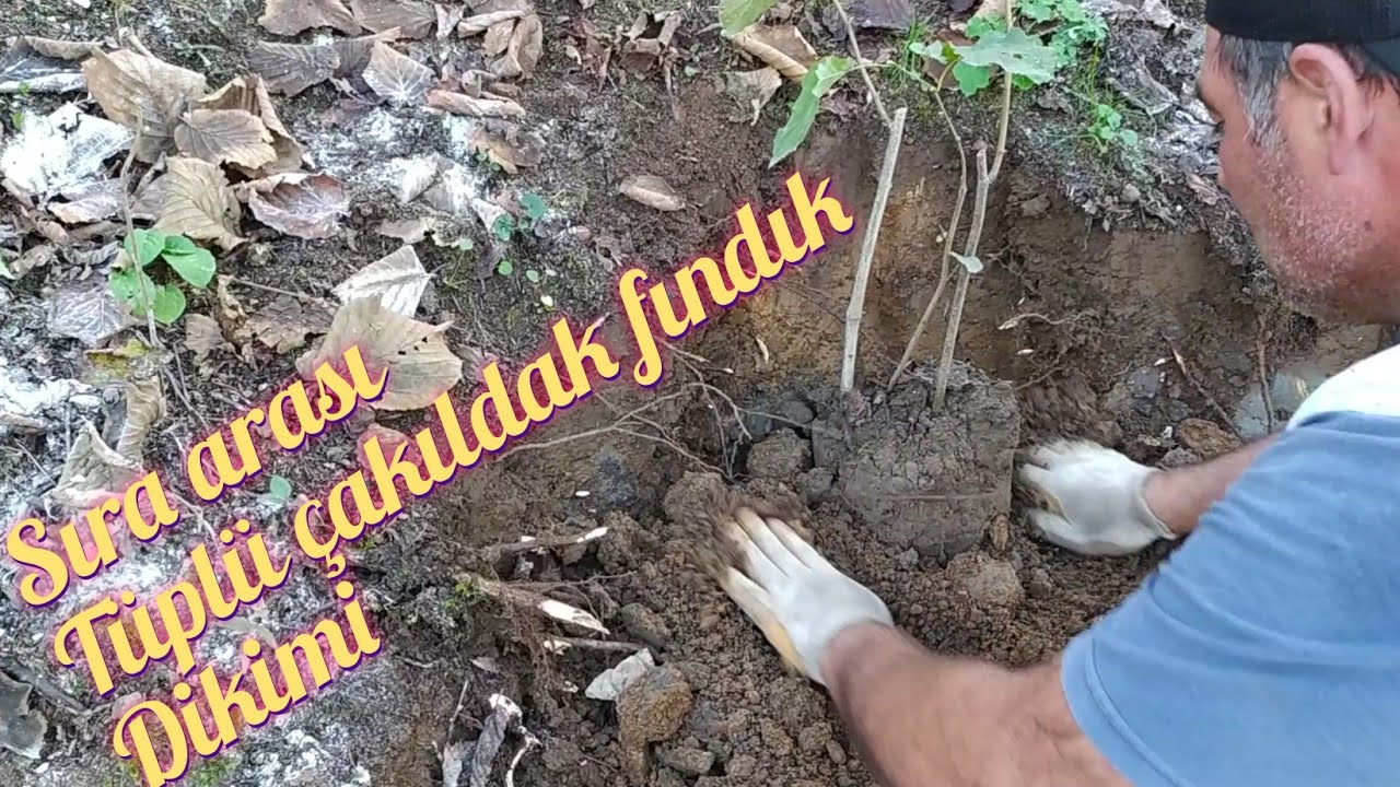Eğimli arazide tüplü çakıldak fındık  fidanı dikimi 🌰 Çeşit değişimi için sıra arası dikim yaptık.