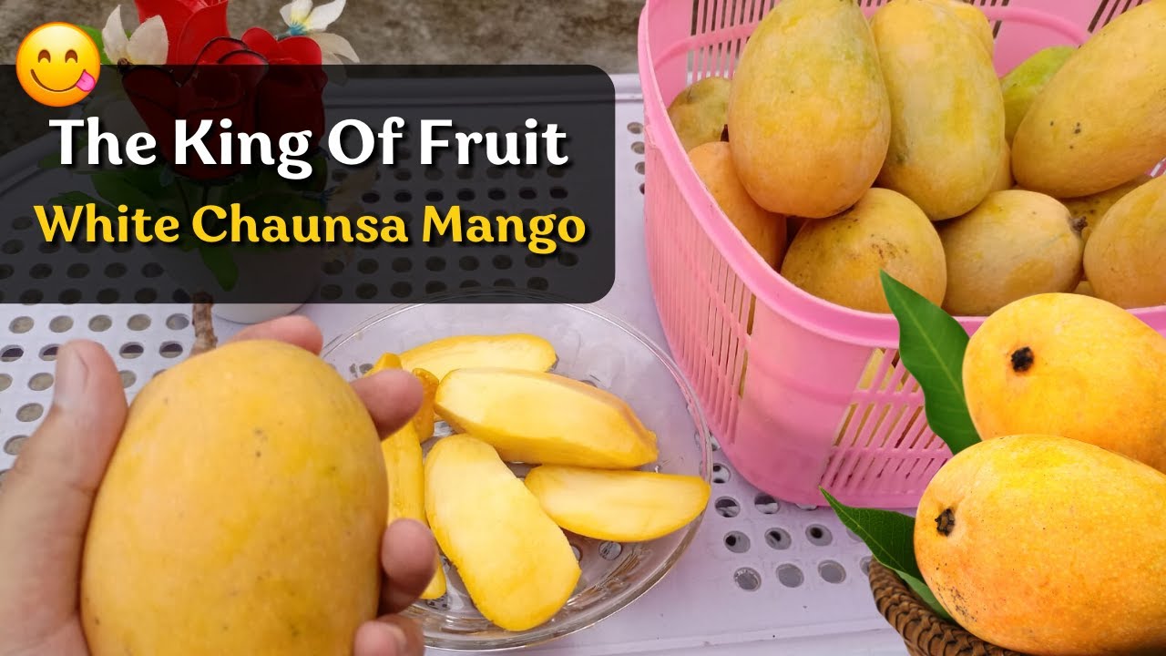 The King Of Fruit White Chaunsa Mango