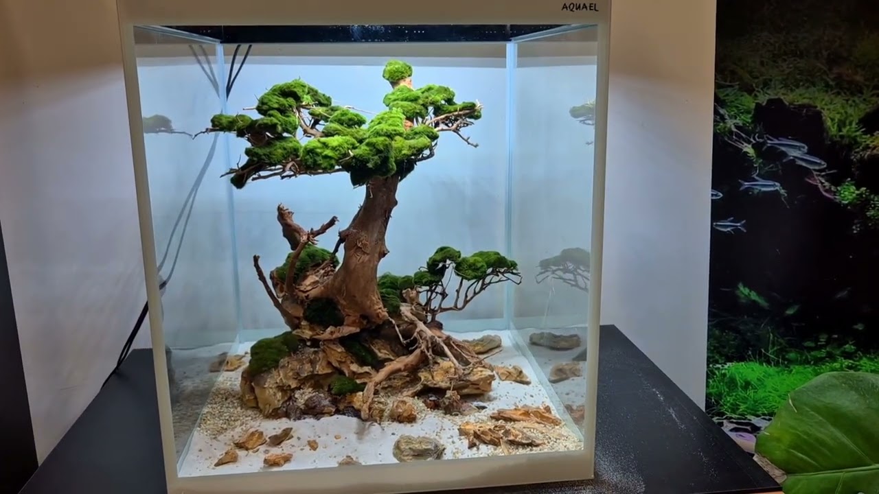 Magia Bonsai w Akwarium Glossy Cube Aquael