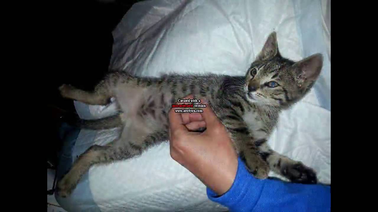 Felis