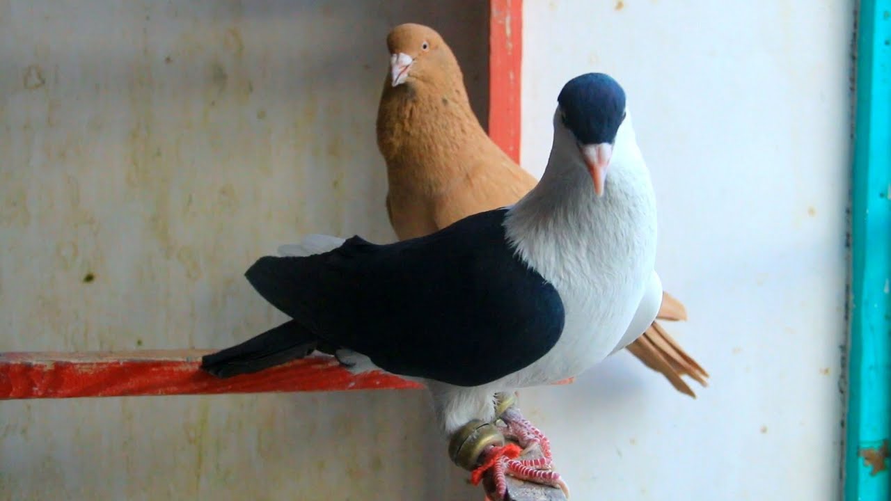 خدمت شوقی ها | 45 کفتر ستره جنگی تور وسیم پای کوب نصوار if you need Best pigeons don't Miss  Video