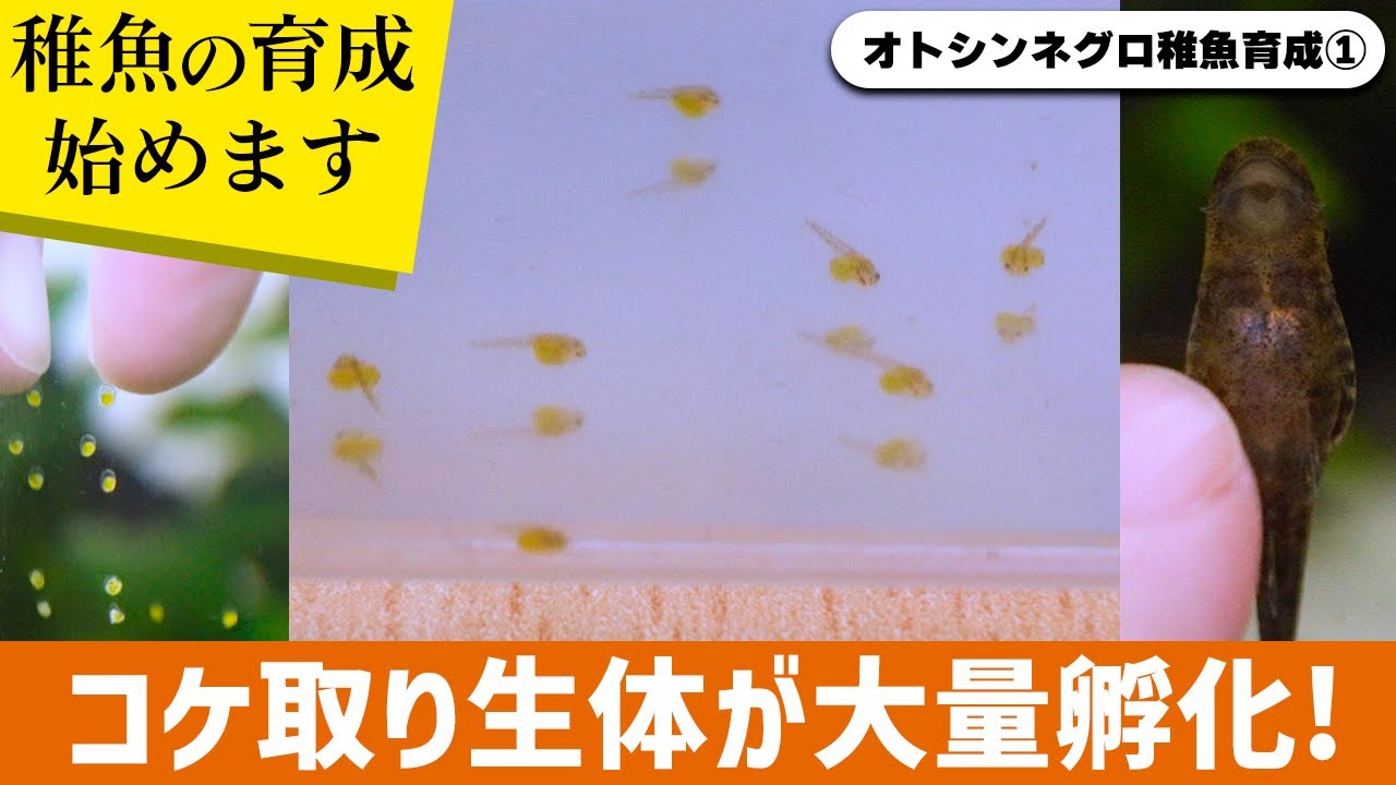 【オトシンネグロ稚魚育成①】まさかの繁殖、産み付けた卵と孵化直後の稚魚の映像 #アクアリウム #熱帯魚 【ビバアクア】
