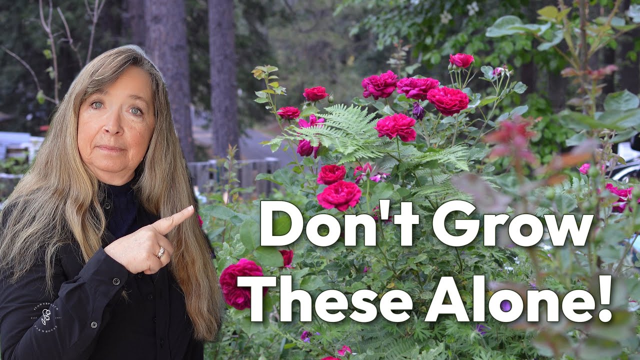 Best Companion Plants for Roses!