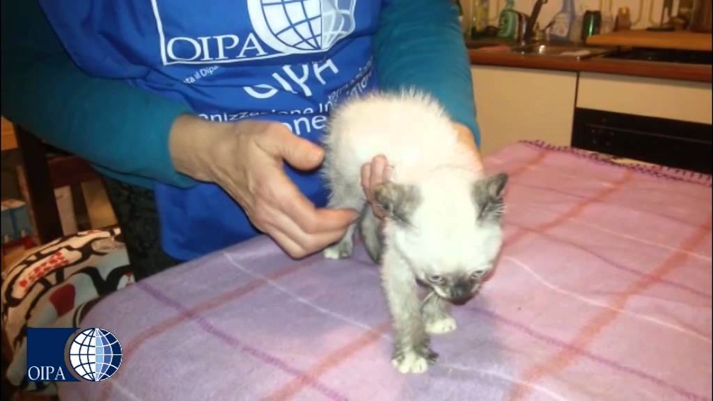 Il mondo visto da Angel, gattina affetta da atassia cerebellare.