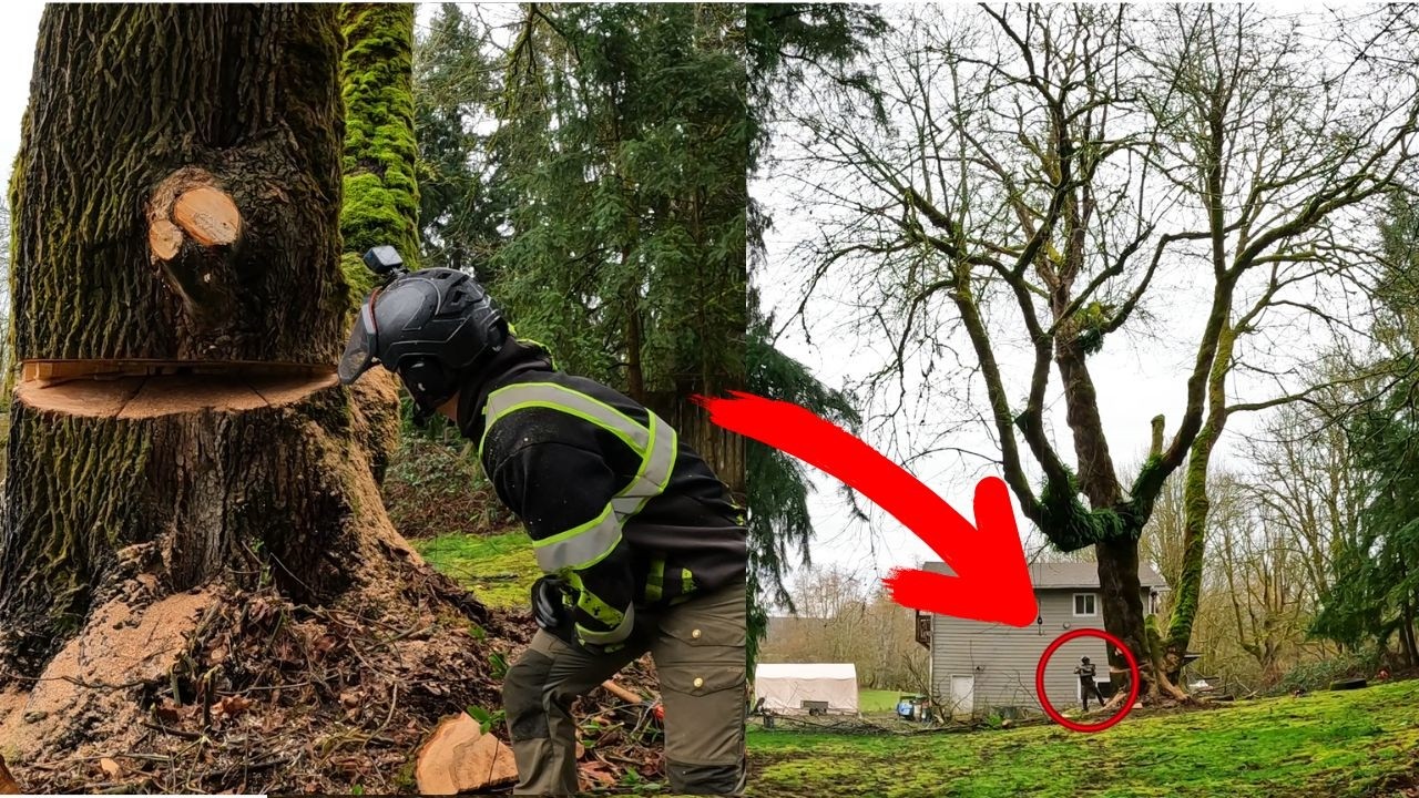 Свалить это дерево — огромные разрушения!