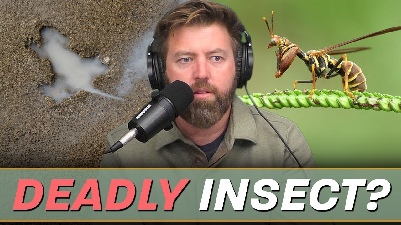 Insects Pretending to Be Wasps, Chicago Rate Hole Hoax & Eagle Flies Into Man's Car