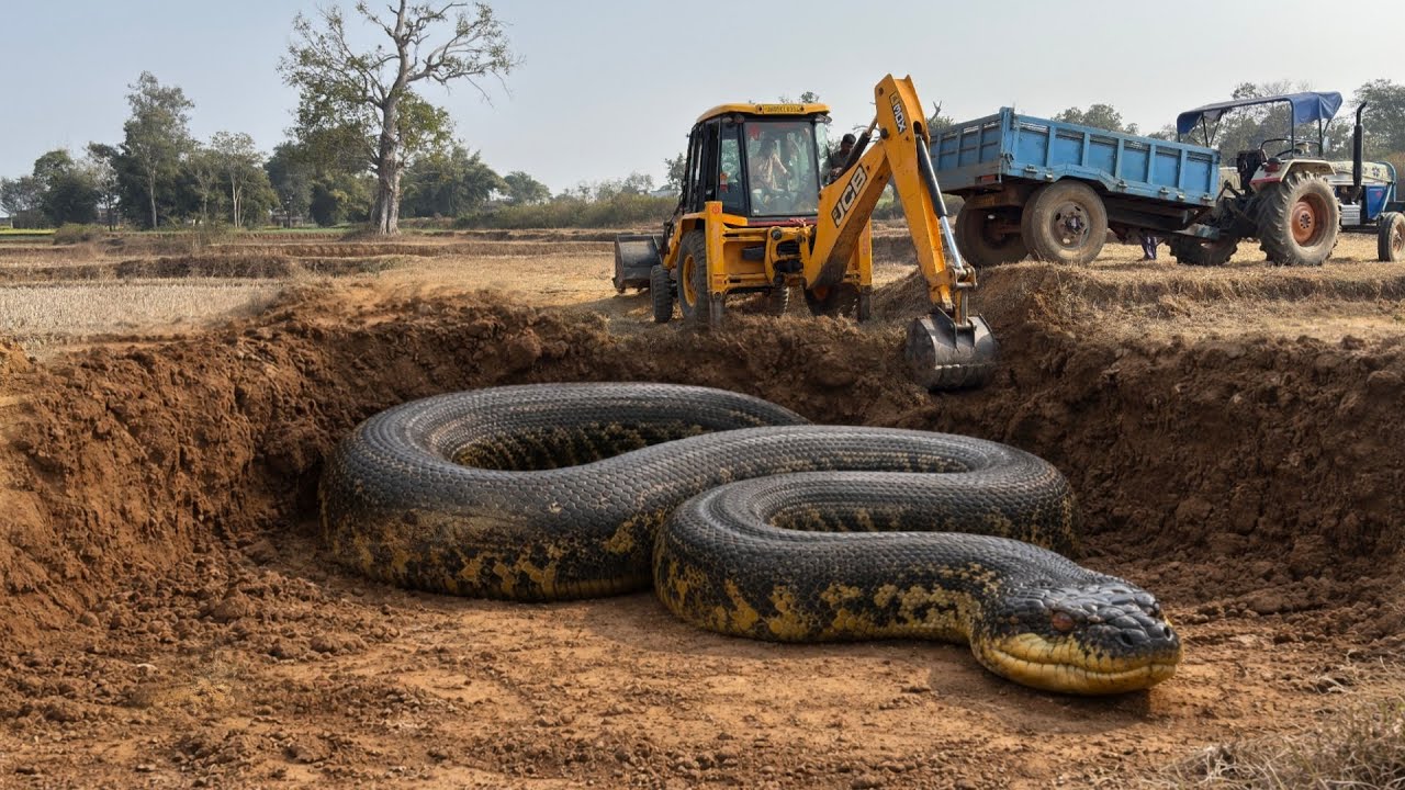 New JCB 3dx Eco Loading Mud Tractor's | Mahindra Tractor , NewHolland Tractor Trolley and Tracks
