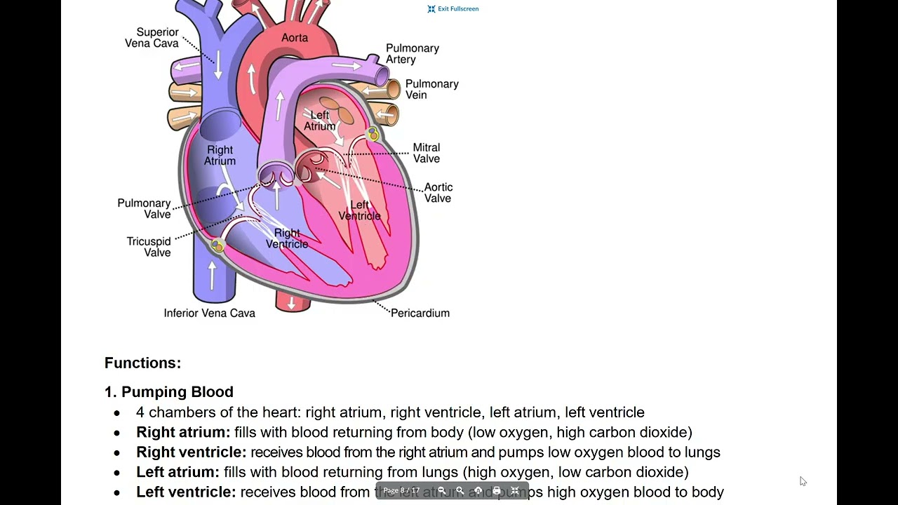 SBI3C Unit 4   Anatomy   Lesson 2C  Circulatory System   The Heart
