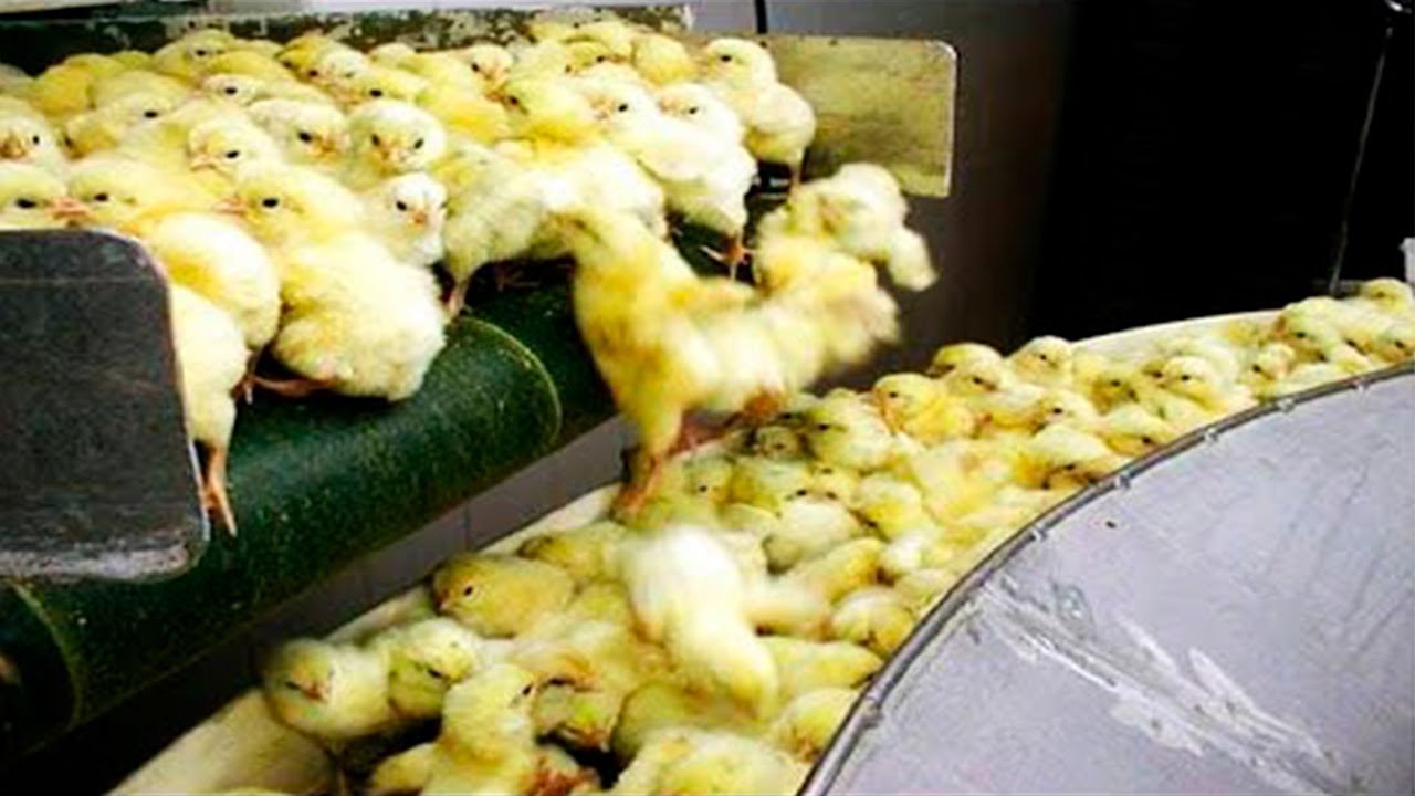 Как современная птицеферма производит миллионы яиц и куриного мясаПолный процесс