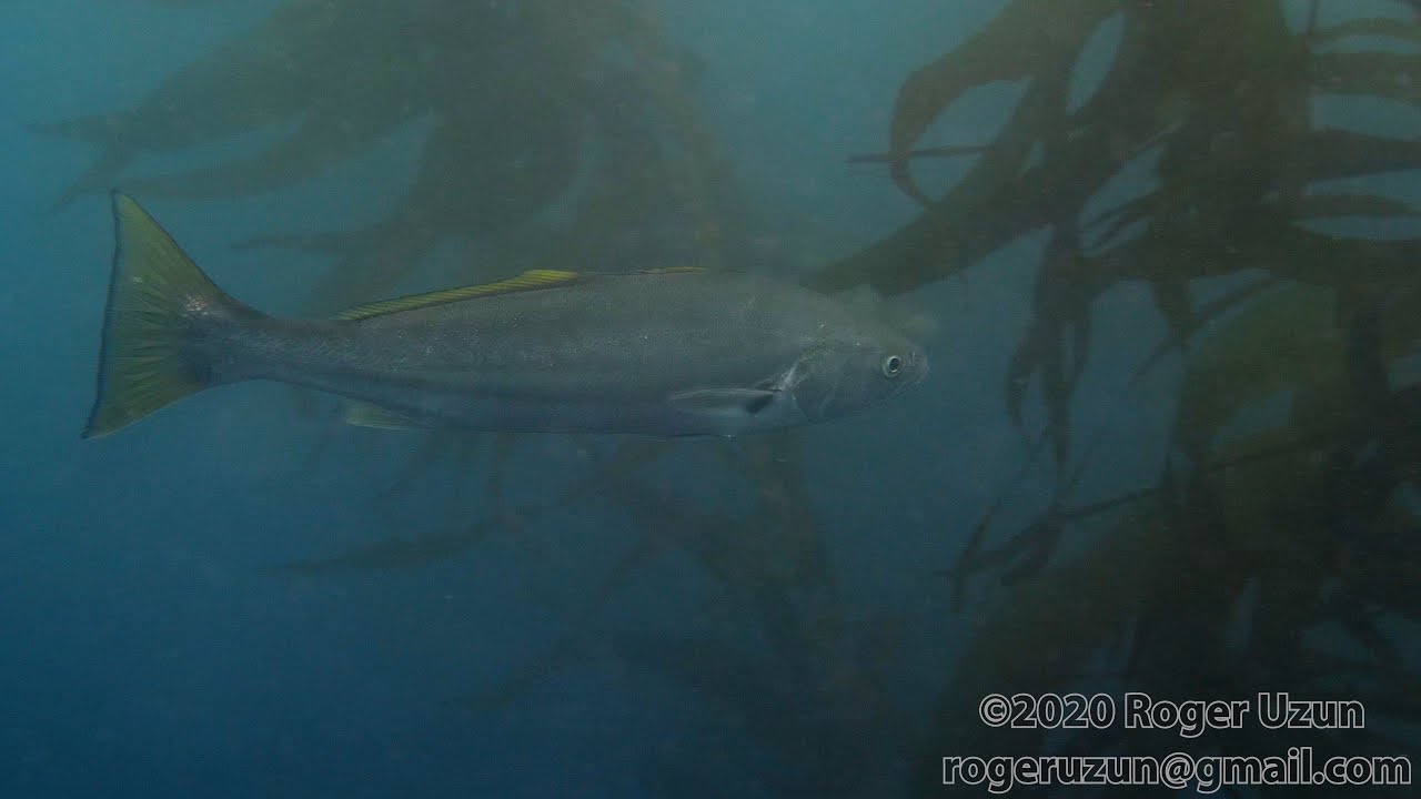 HDObservations : White Sea Bass (4K UHD)