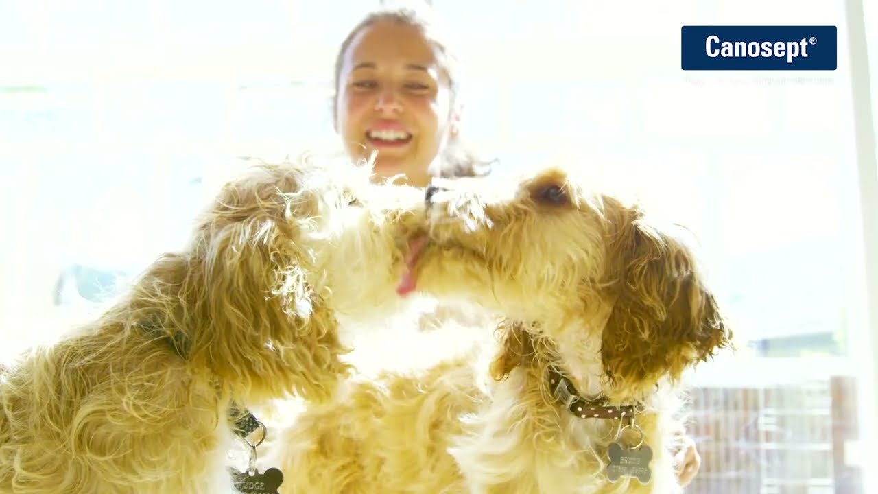 Canosept Welpen Ratgeber - Der Welpe ist da! Erste Schritte und Tipps