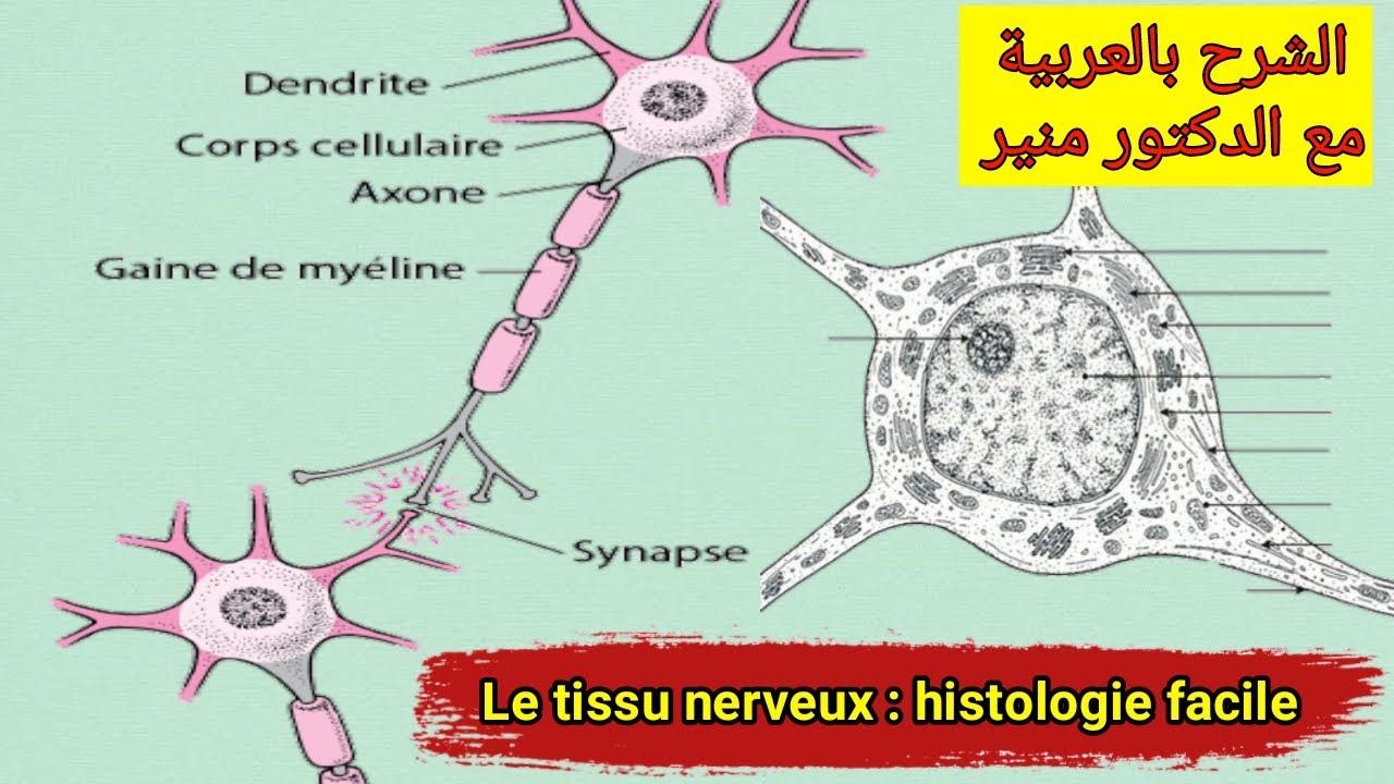 Le tissu nerveux : le neurone et la cellule gliale