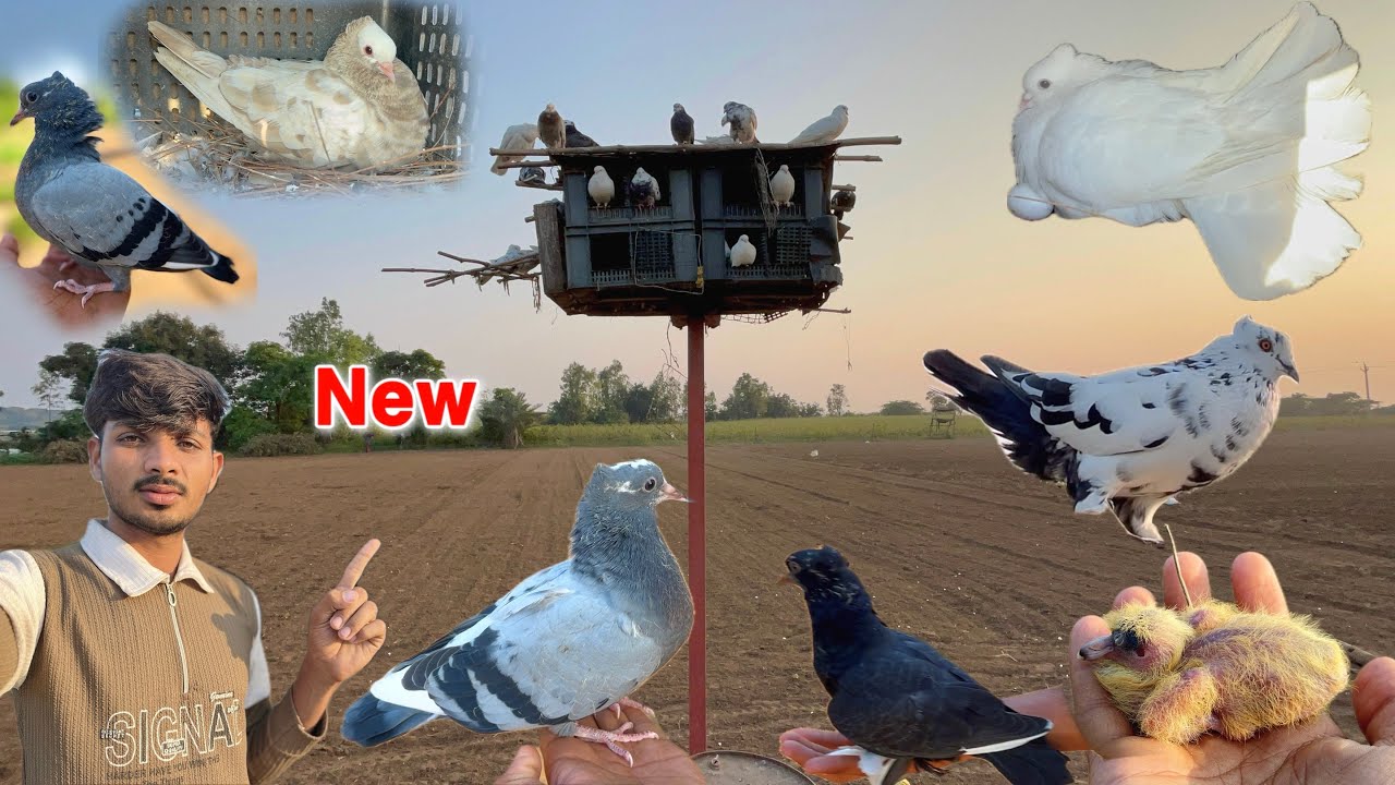  જંગલી mukhi bachchu and black 😱 || Kabutar ki video