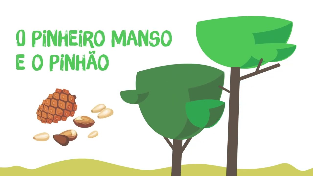 Centro de Compet&ecirc;ncias do Pinheiro manso e pinh&atilde;o. Infografia O Pinheiro - manso | 1&ordm; e 2&ordm; ciclo