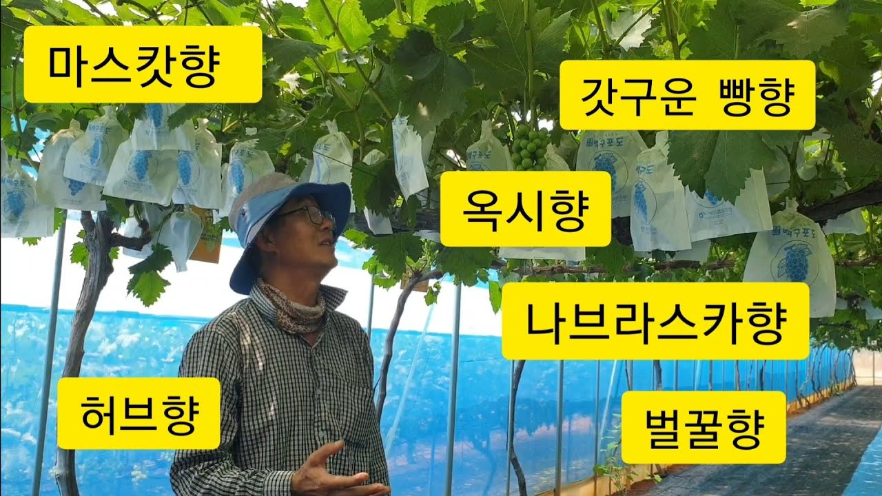 15년된 샤인머스켓 & 유럽종포도 품종편 1부, 세상 포도 여기 다 모였다 !!