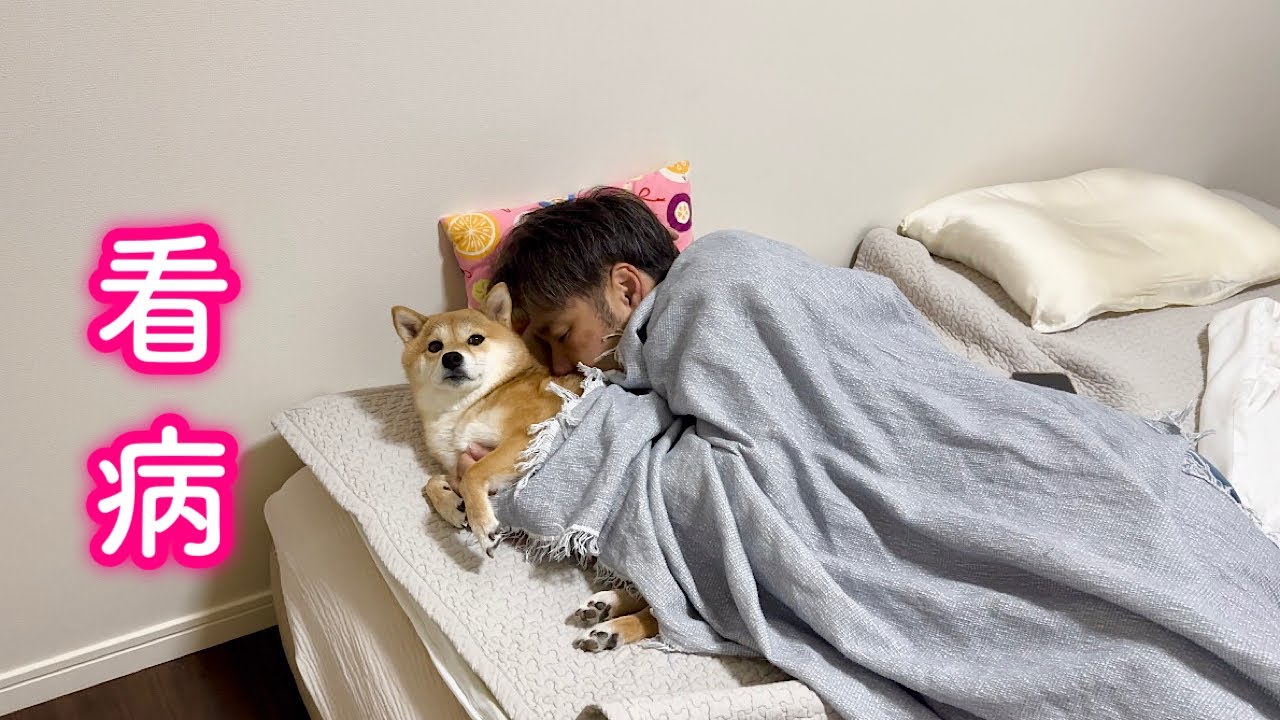 具合が悪くなると真っ先に駆け寄ってきてお薬よりも絶大な効果をもたらす柴犬の看病