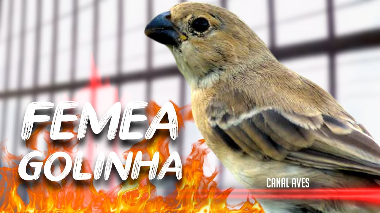 FÊMEA DE GOLINHA | Esquente seu golinha Chamado e Piado de Fêmea
