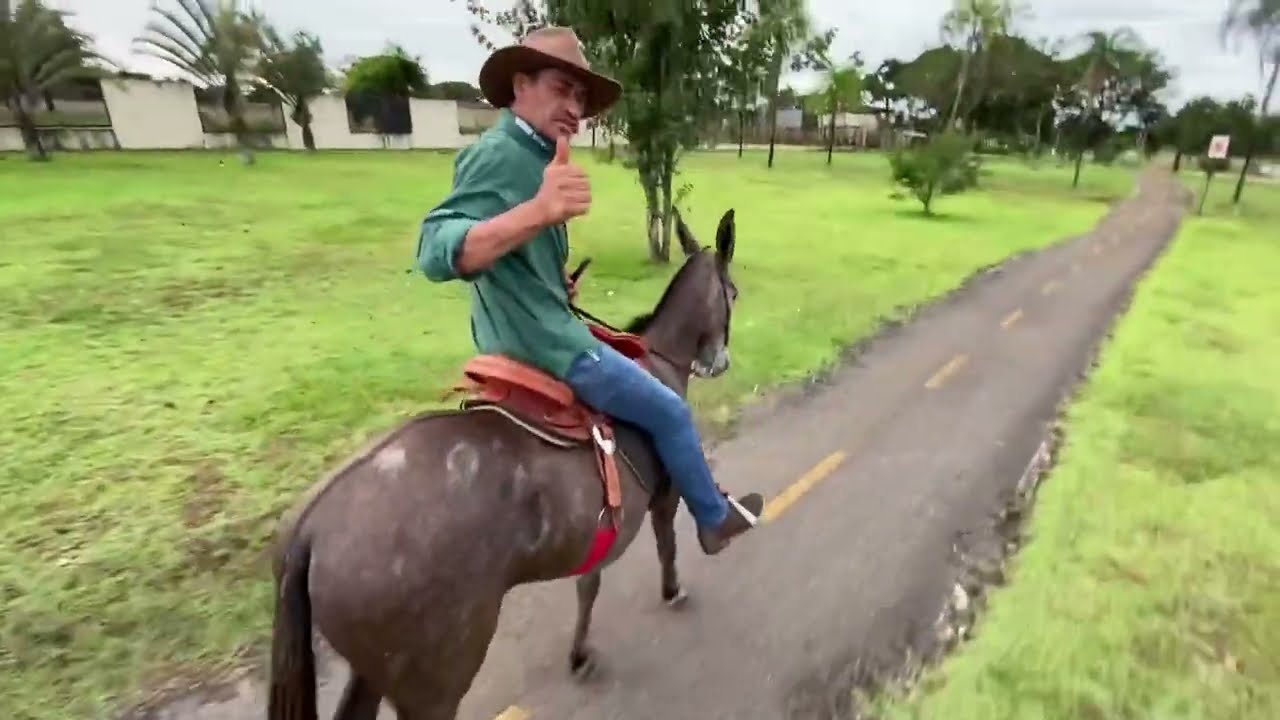 Como melhorar o andamento de seu cavalo ou mula