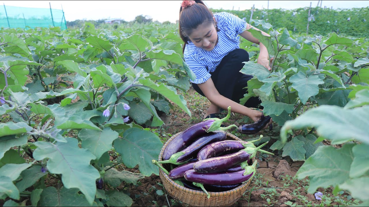 Harvest Eggplants For Cooking / Easy and Yummy Eggplant recipe / Cooking with Sreypov
