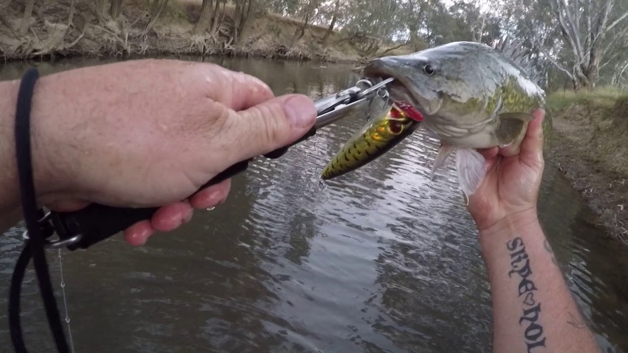 Is this the cheapest or best value Murray cod surface lure?