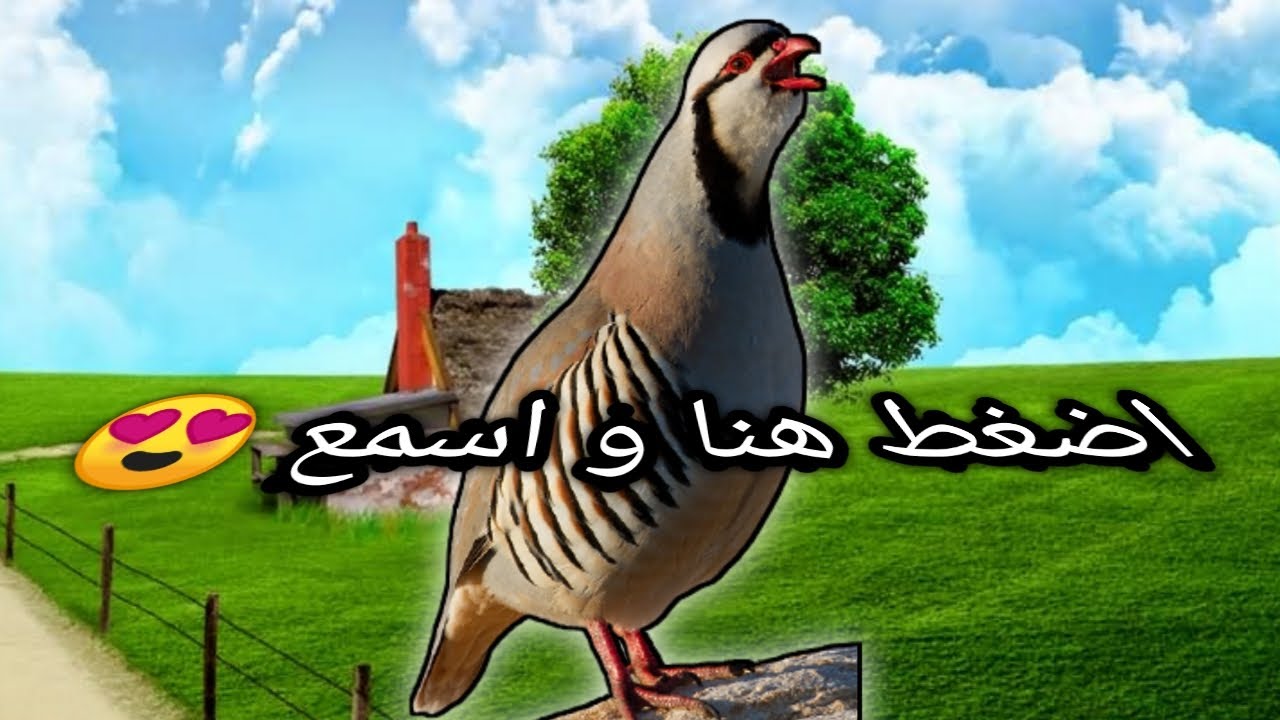 صوت حجل نقي 💯